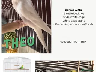 Budgerigars birds 2 Male Budgies with Cage & Accessories in Smethwick - Advert 1