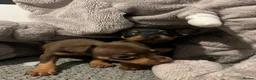 Miniature Pinscher dogs for sale: Beautiful 5generation pedigree min pin pupp - Advert 9