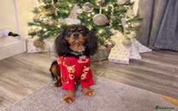 Cavalier King Charles Spaniel dogs for stud: Black & Tan cavalier King Charles spaniel stud  in Ferryhill - Image 8
