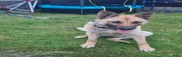 Belgian Shepherd Dog dogs for sale: Stunning Belgian Mali in Crewe - Advert 2