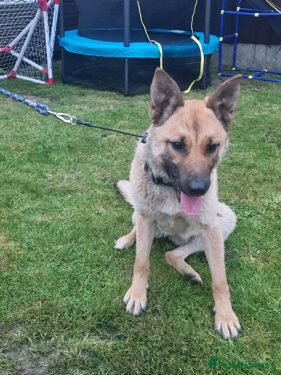 Belgian Shepherd Dog dogs for sale: Stunning Belgian Mali in Crewe - Advert 2