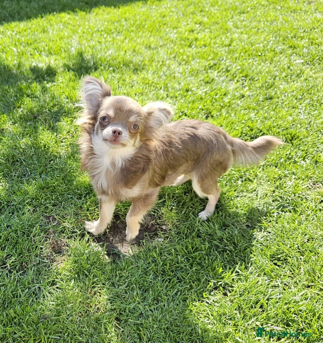 Chihuahua dogs  Lilac long coat female chihuahua - Advert 15