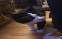 Mixed Breed cats for stud:  ** , Friendly, Well Behaved Cat - Advert 2