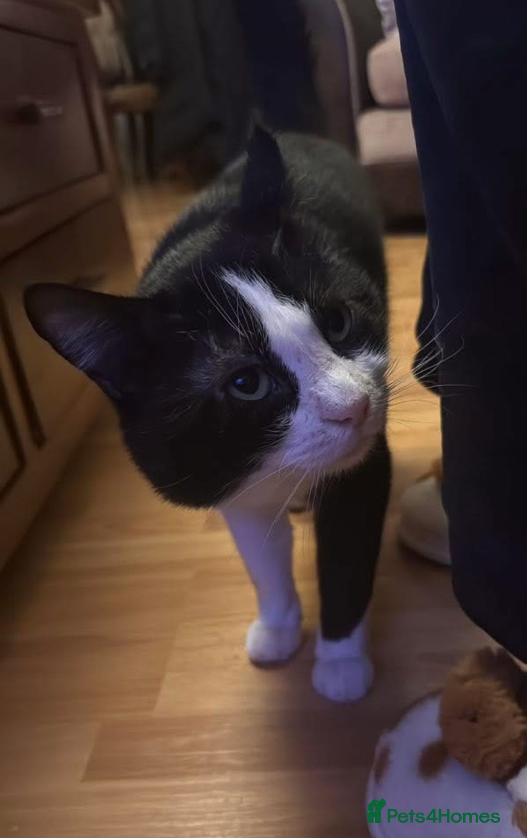 Mixed Breed cats for stud:  ** , Friendly, Well Behaved Cat - Advert 2