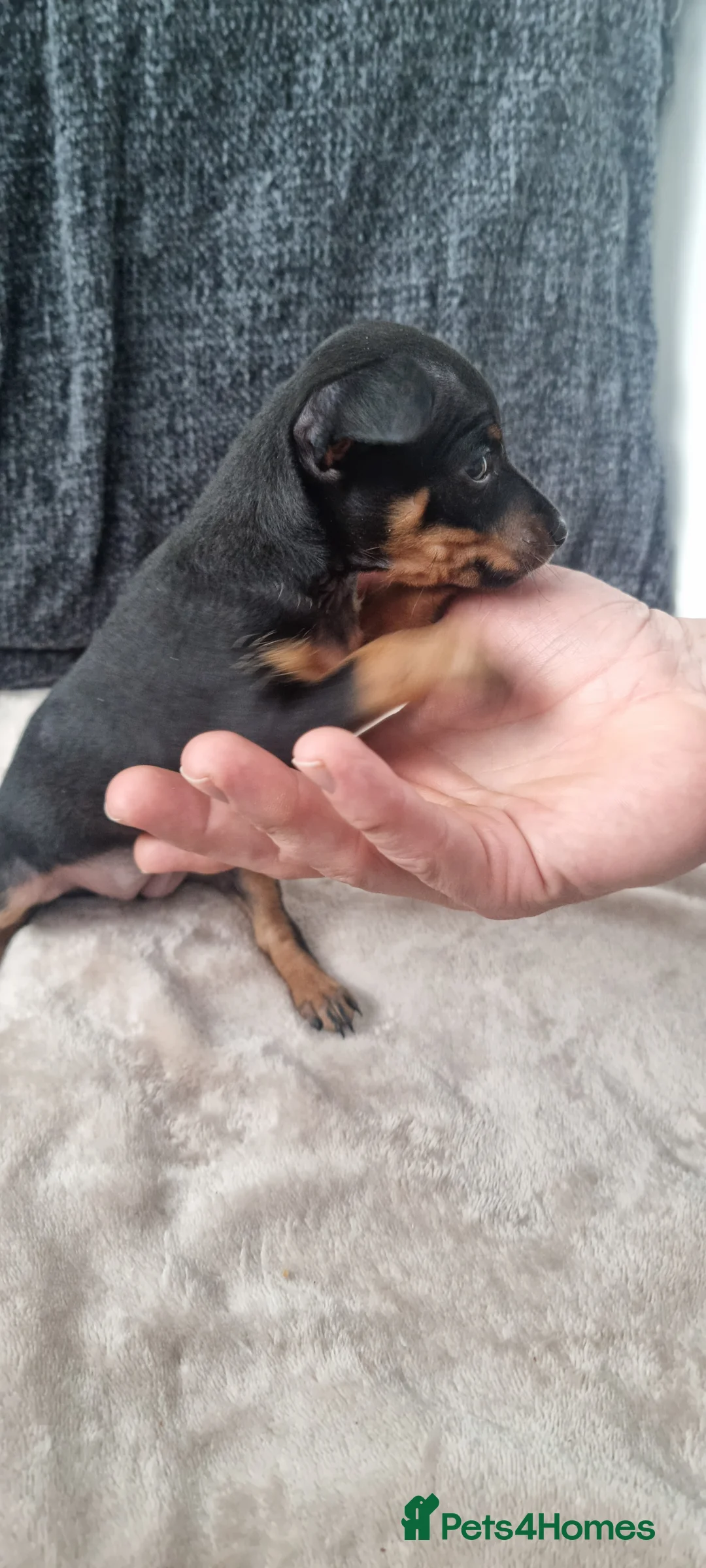 Miniature Pinscher dogs for sale: 4 lovely Puppys Prague Ratter (Pražský Krysařík) - Advert 32