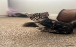 Mixed Breed cats for sale: Adorable Kittens Looking for Their Forever Homes - Advert 12