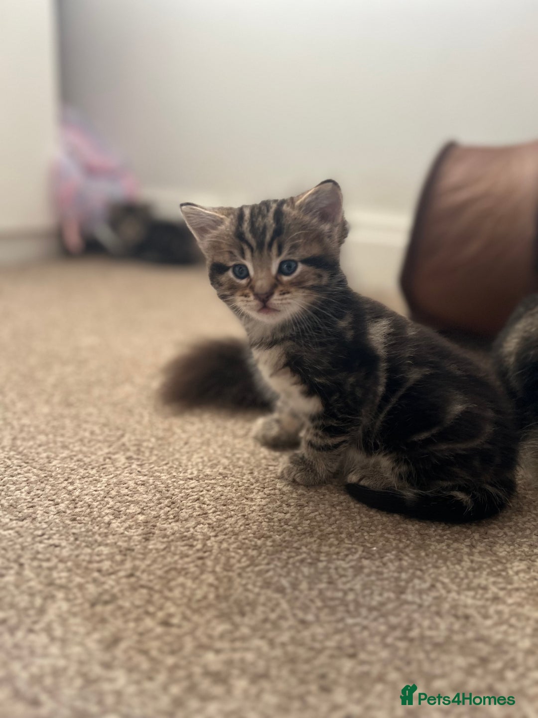 Mixed Breed cats for sale: Adorable Kittens Looking for Their Forever Homes - Advert 12