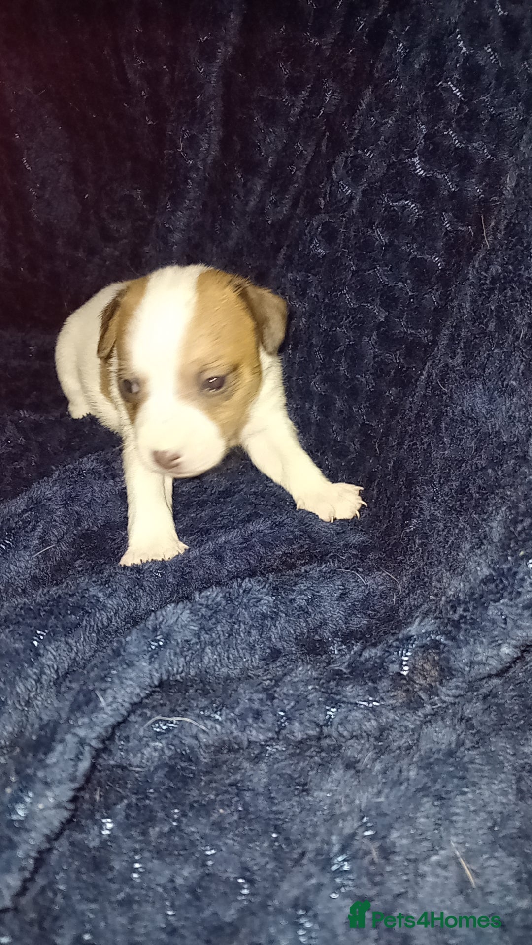 Patterjack dogs for sale: Patterjack/jackrussel - Image 15