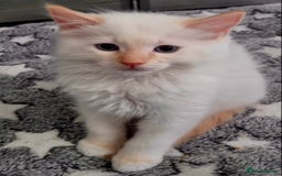 Ragdoll cats for sale: Stunning Big Rare Flame Point Ragdoll Kitten  - Image 6