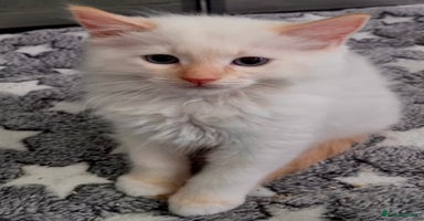 Ragdoll cats - Advert 10