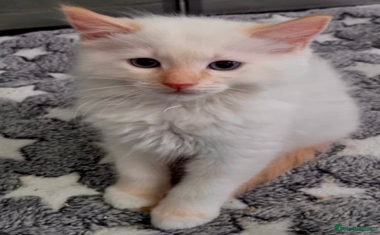 Ragdoll cats - Advert 1