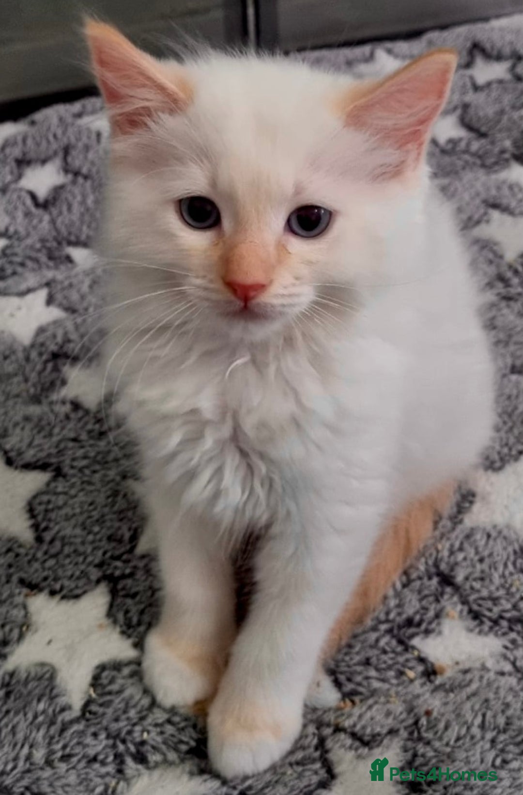 Ragdoll cats for sale: Stunning Big Rare Flame Point Ragdoll Kitten  - Image 6