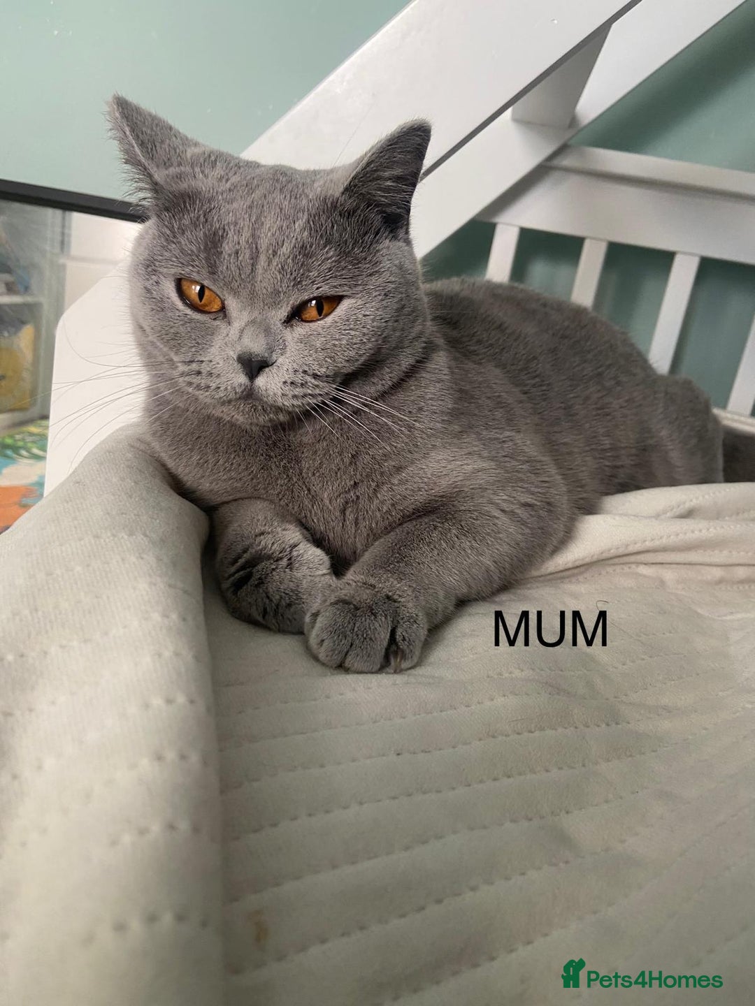 British Shorthair cats for sale: 🧸BOY FULL GCCF BSH KITTEN🧸 - Advert 11