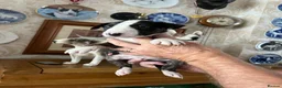 English Bull Terrier dogs for sale: English bull terrier puppies - Advert 4