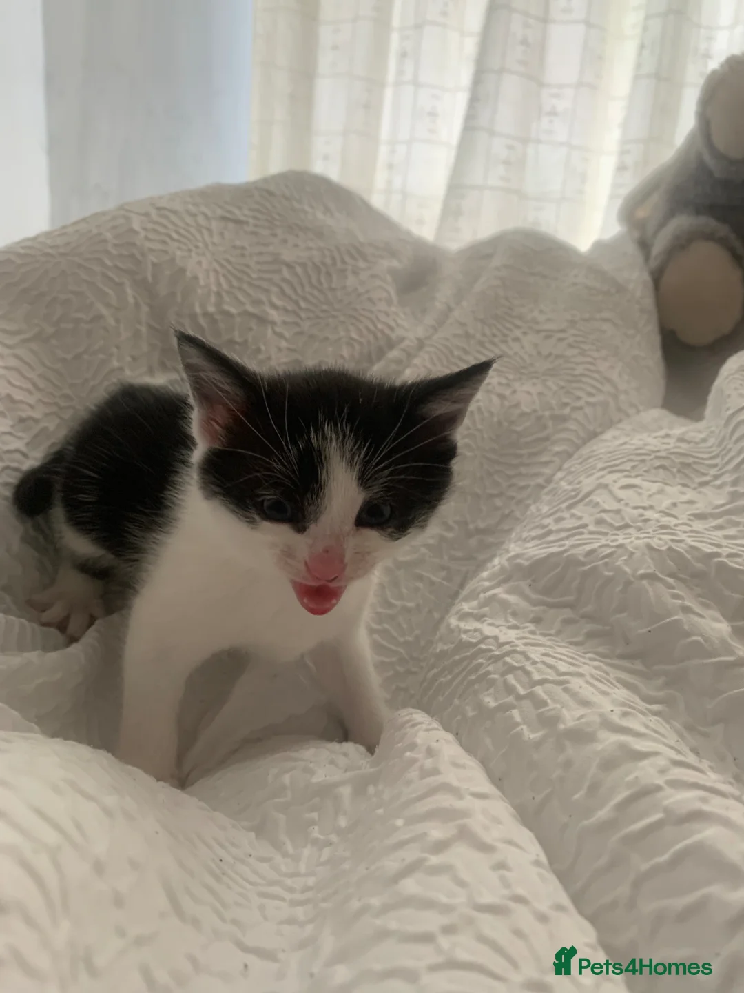 Mixed Breed cats for sale: Male kittens  - Advert 11