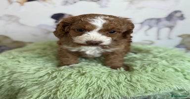 Cockapoo dogs - Advert 4