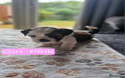 Mixed Breed dogs for sale:  Gorgeous Shih tzu poppies .🐶🐾 - Image 6