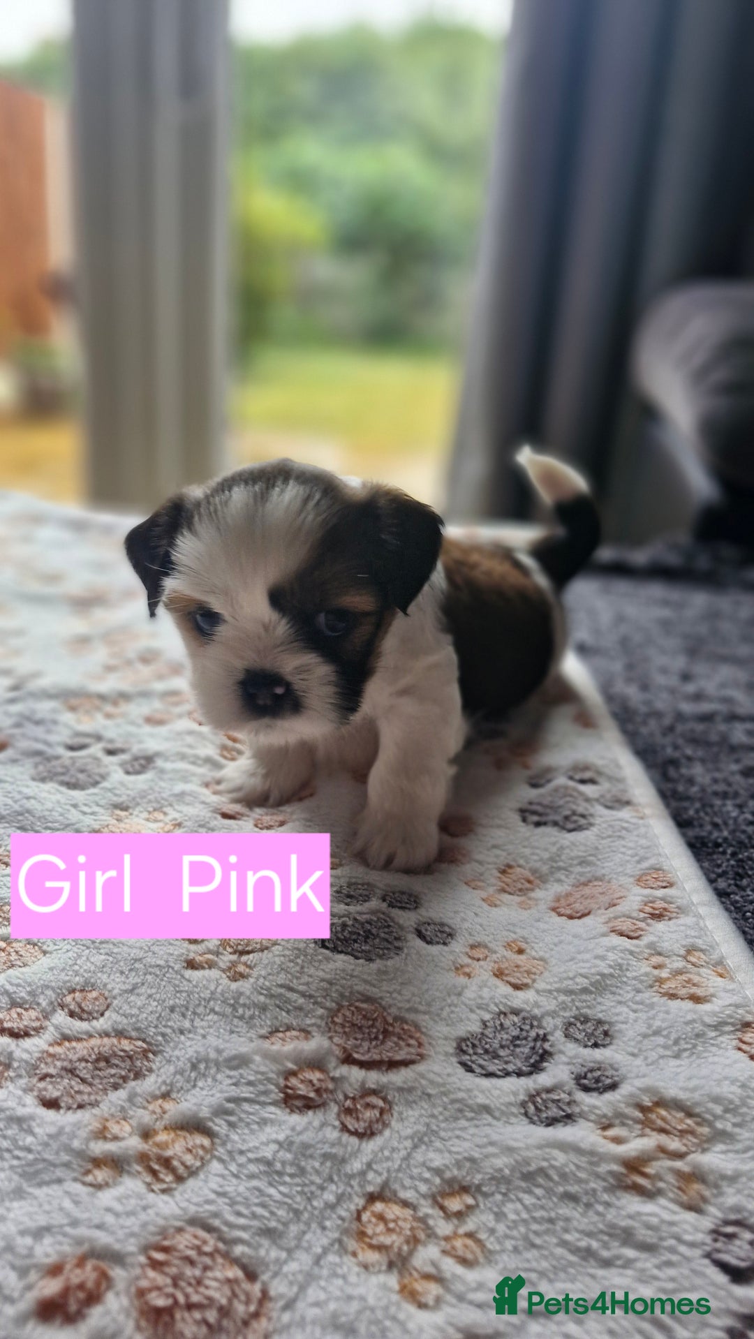 Mixed Breed dogs for sale:  Gorgeous Shih tzu poppies .🐶🐾 - Image 6