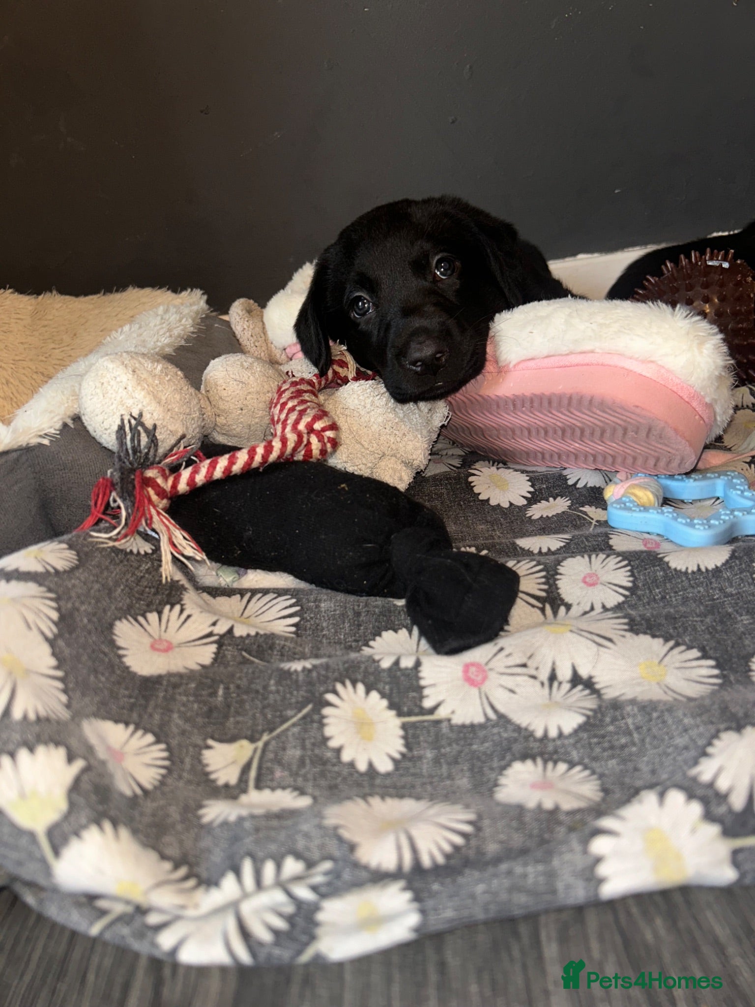 Borador dogs Labrador puppies - Advert 2