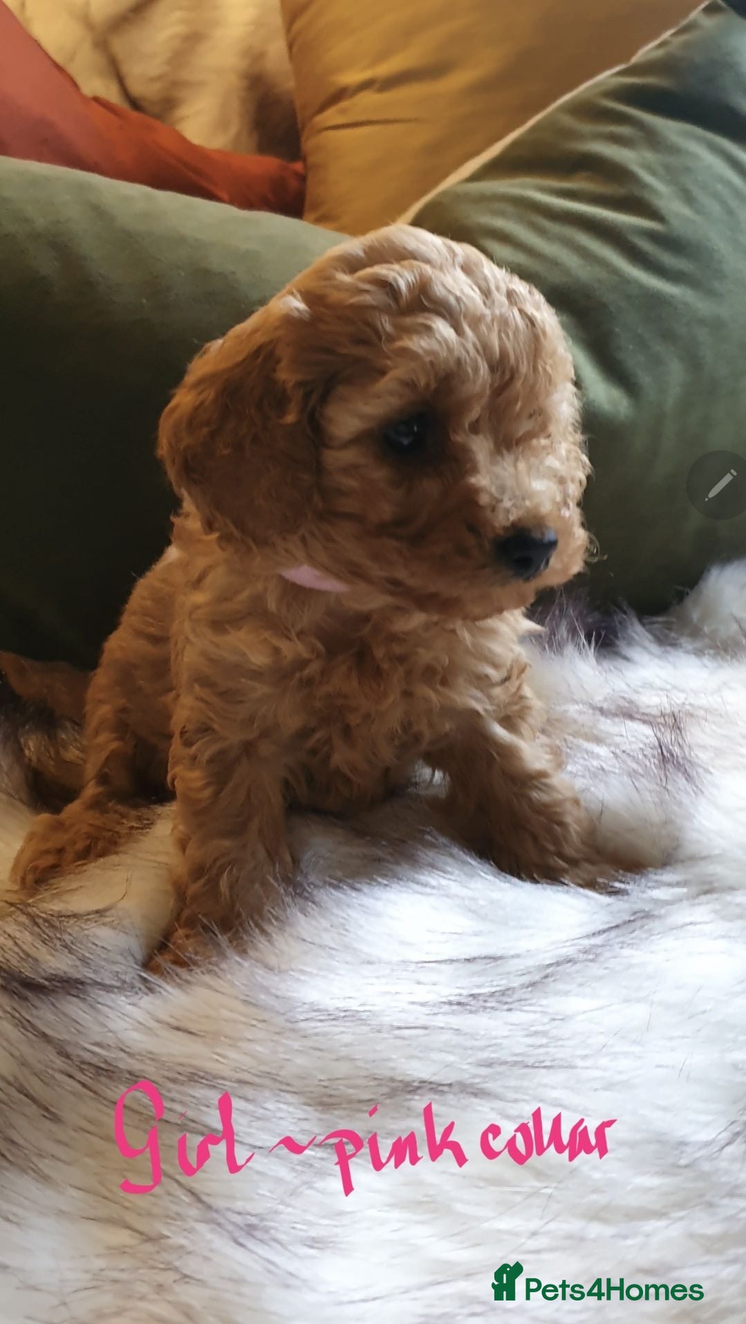 Toy Poodle dogs Tiny Toy Poodle puppies both parents health tested - Advert 1