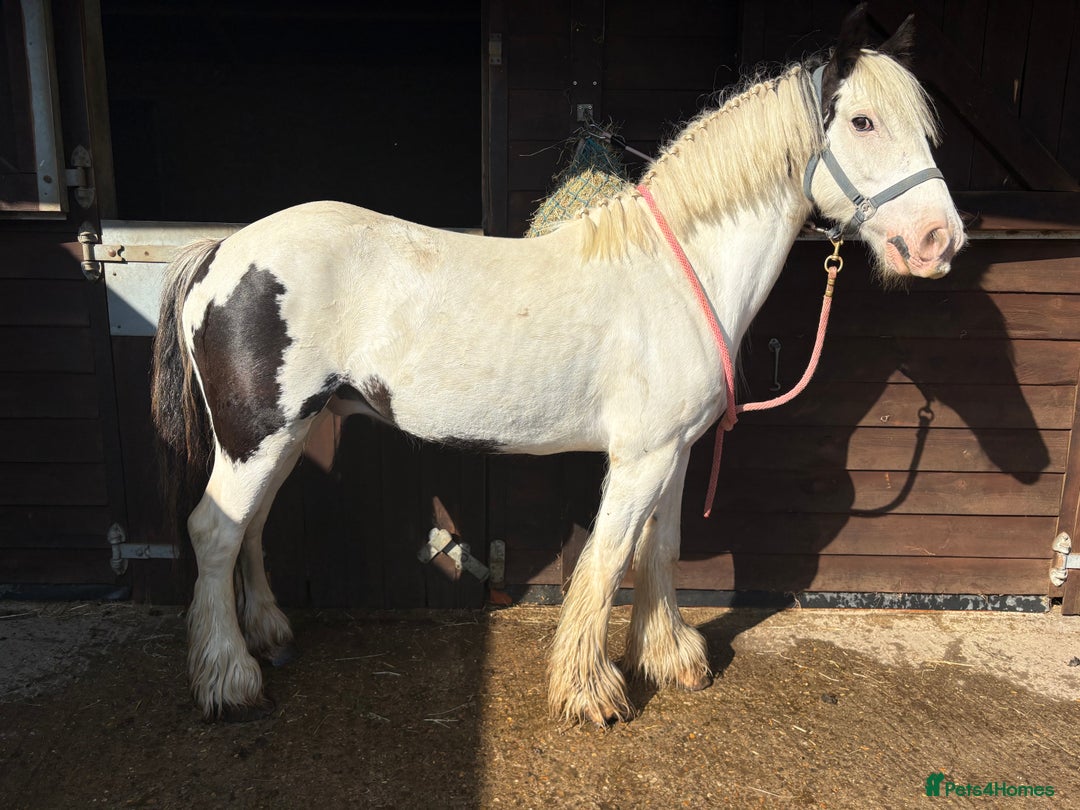 Irish Cob horses for sale: Maximus - Image 4