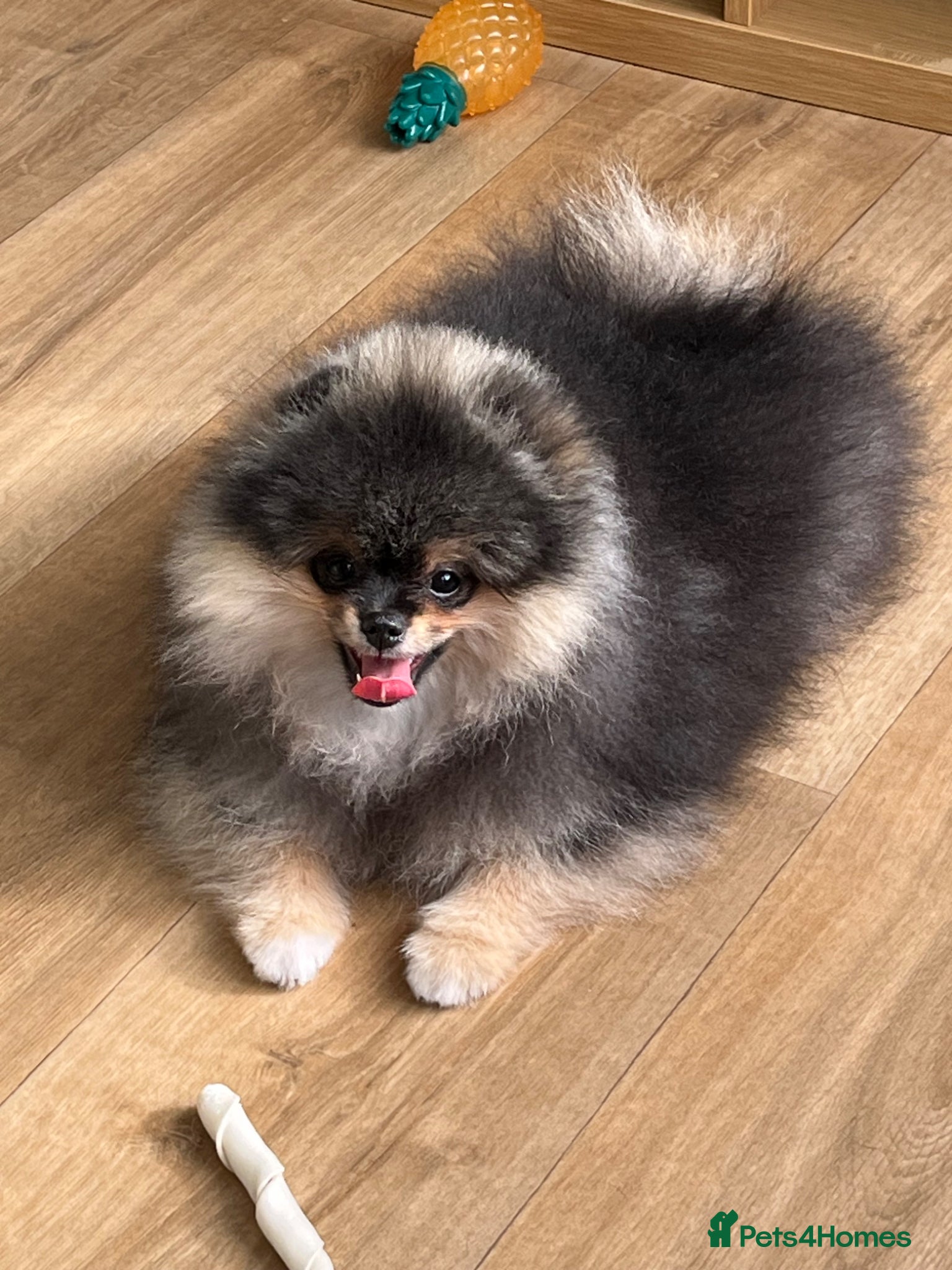 Pomeranian dogs Superb quality Pomeranian boy is left!! - Advert 9