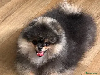 Pomeranian dogs Superb quality Pomeranian boy is left!! - Advert 9
