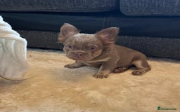 French Bulldog dogs for sale: Kc registered french bulldog pups fluffy Isabella  - Image 6