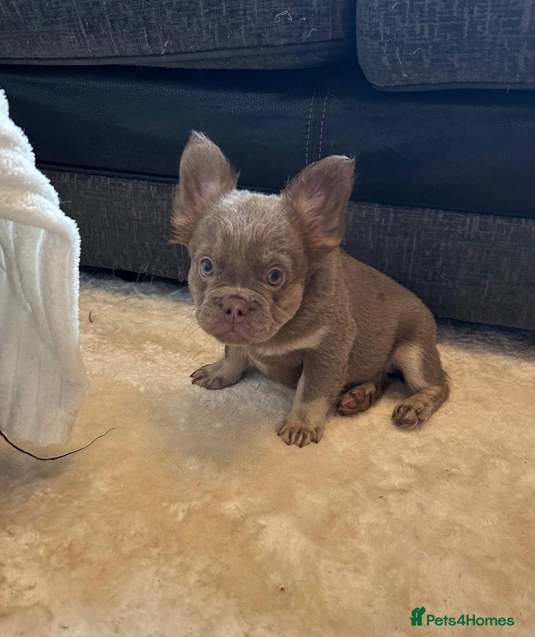 French Bulldog dogs for sale: Kc registered french bulldog pups fluffy Isabella  - Image 6