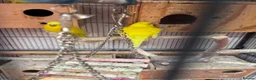 Budgerigars birds for sale: Budgies breeding pair  - Advert 8