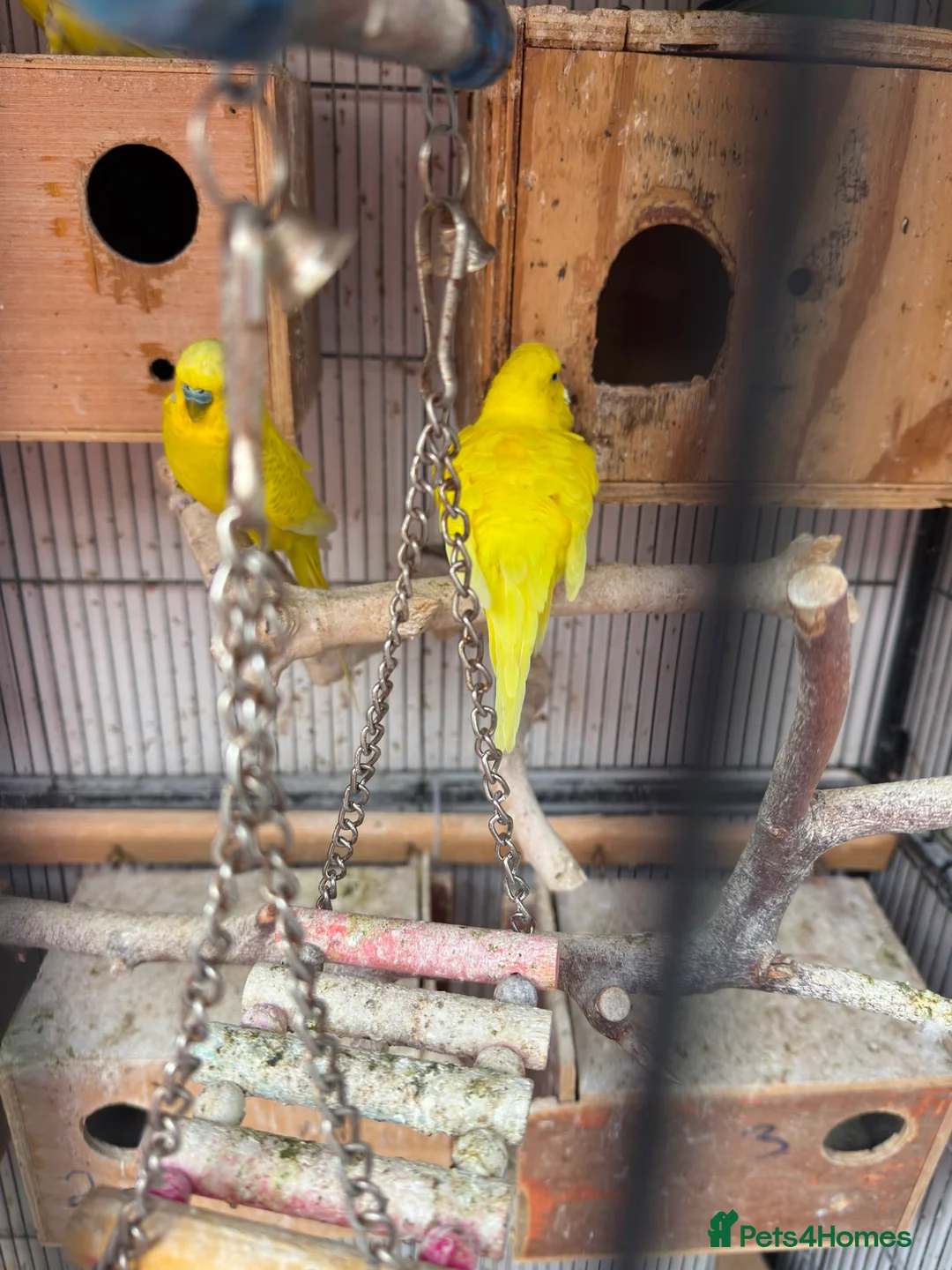 Budgerigars birds for sale: Budgies breeding pair  - Advert 8