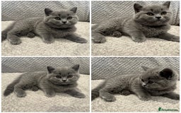 British Shorthair cats for sale: READY NOW 😻Pedigree BSH with perks in Swindon - Image 29