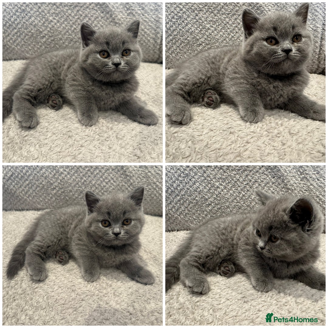 British Shorthair cats for sale: READY NOW 😻Pedigree BSH with perks in Swindon - Image 29