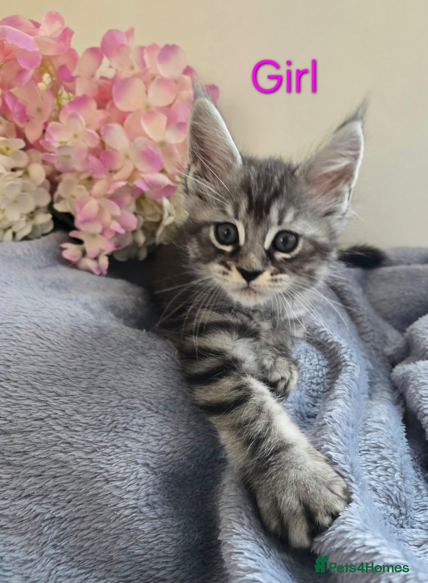 Maine Coon cats for sale: 6 TICA registered Maine Coon kittens. - Advert 3