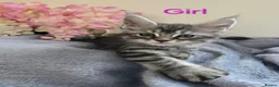 Maine Coon cats for sale: 6 TICA registered Maine Coon kittens. - Advert 3