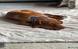 Hungarian Vizsla dogs for sale: Vizsla Male Puppy 6 Months Old - Image 3