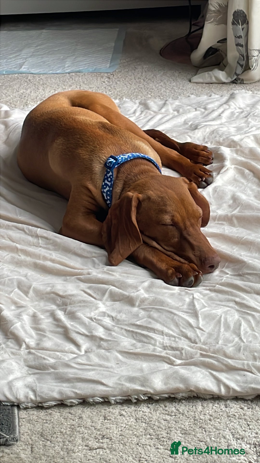Hungarian Vizsla dogs for sale: Vizsla Male Puppy 6 Months Old - Image 3