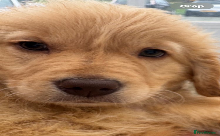 Goldendoodle dogs - Advert 1