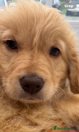 Goldendoodle dogs - Advert 1