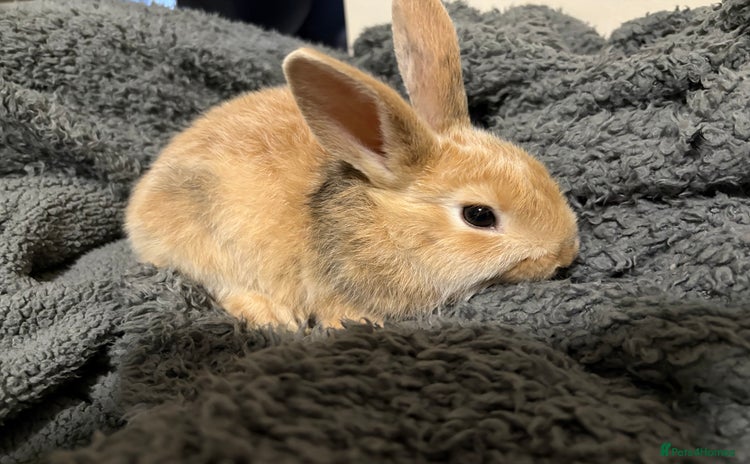 Mixed Breed rabbits - Advert 1