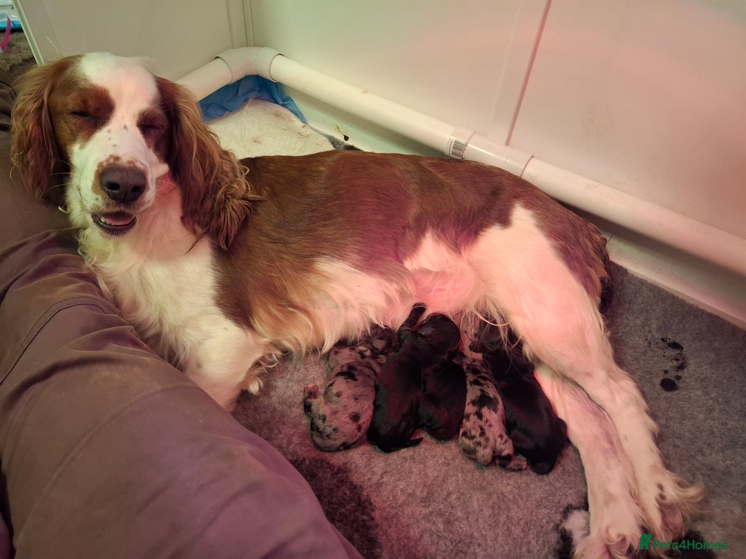 Mixed Breed dogs for sale:  Minature Dachshunds x Spaniel pups  - Advert 7