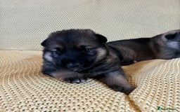 Shepsky dogs for sale: Gorgeous Shepsky pups (German shepherd x Husky) - Image 6