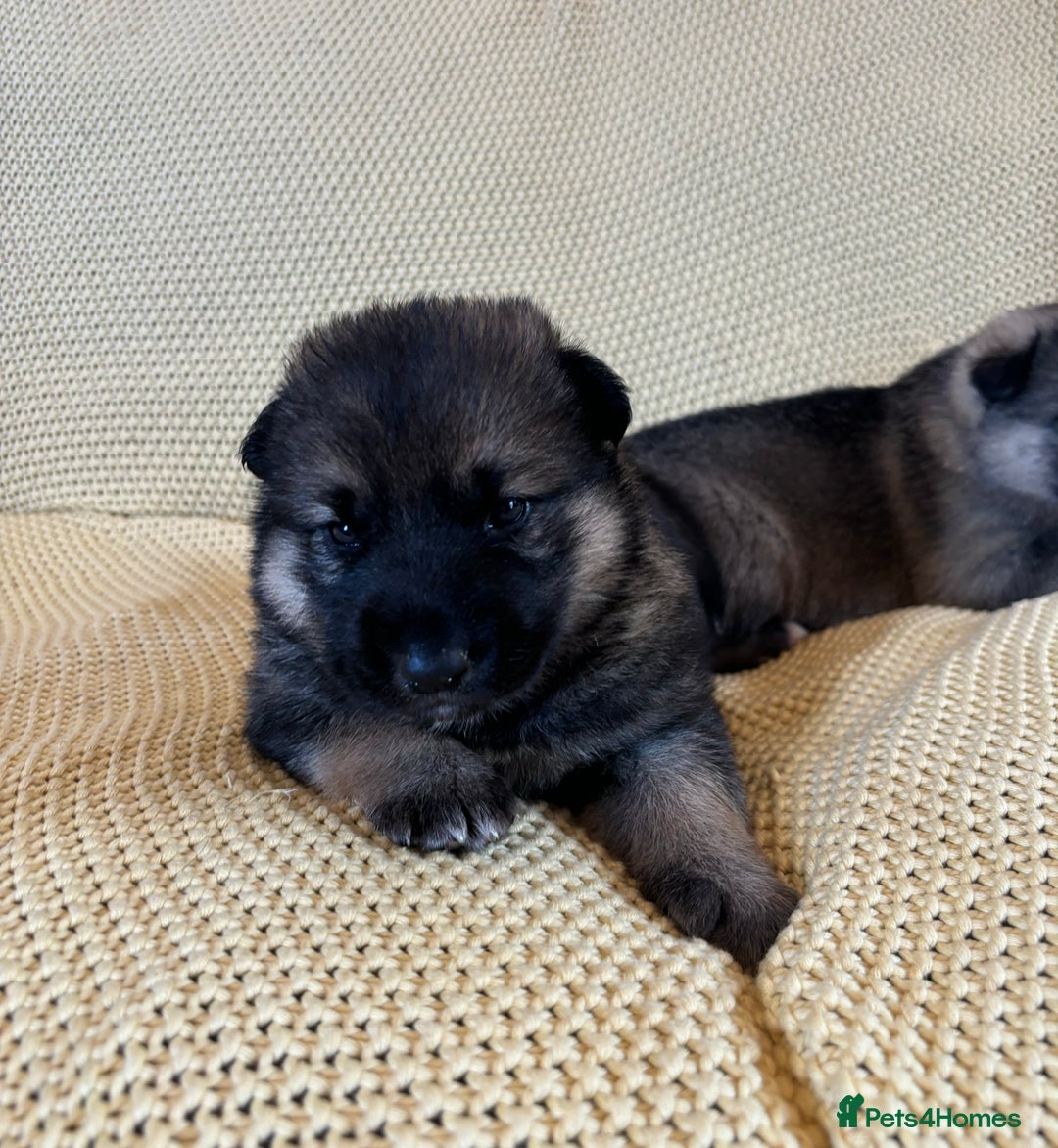 Shepsky dogs for sale: Gorgeous Shepsky pups (German shepherd x Husky) - Image 6