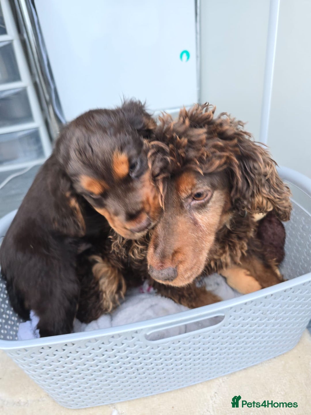 Cocker Spaniel dogs for sale: Chocolate and tan cocker spaniel poppy - Advert 2