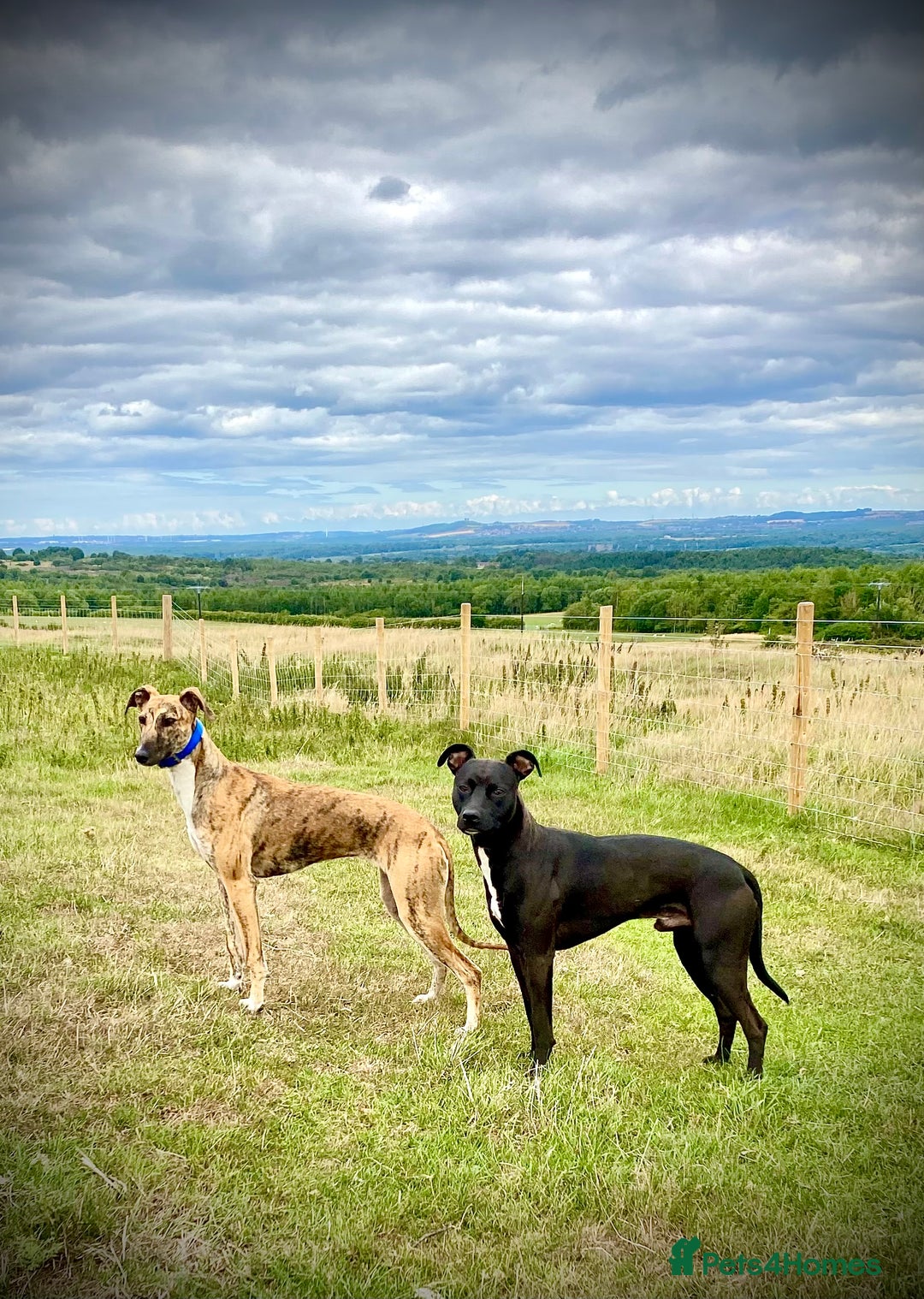 Lurcher dogs for sale: Fantastic bred lurcher puppies. Bull x - Advert 18
