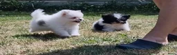 Mixed Breed dogs for sale: Sitzu x pomeranian boys only - Advert 4