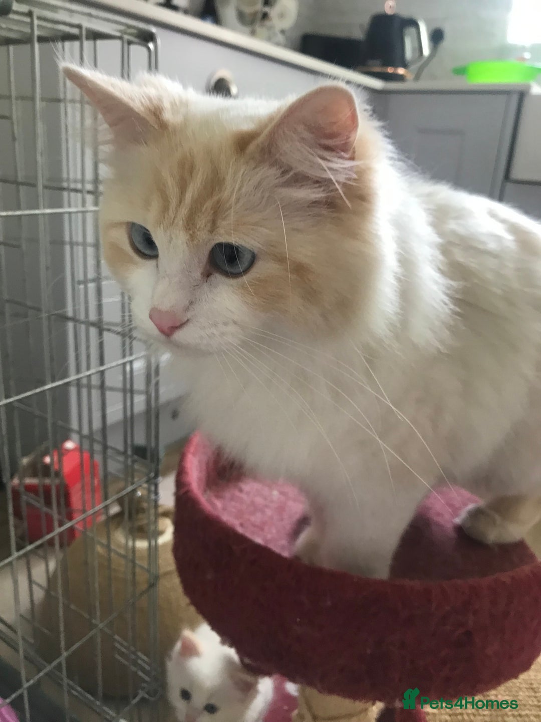 Ragdoll cats for sale: Beautiful Flame/ Cream Ragdoll kittens - Advert 11