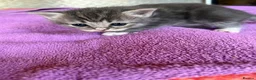 Mixed Breed cats for sale: Persian x Siamese  kittens for sale  in Canterbury - Advert 9