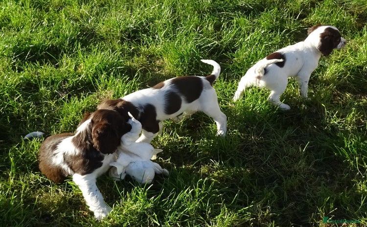 English Springer Spaniel dogs - Advert 1