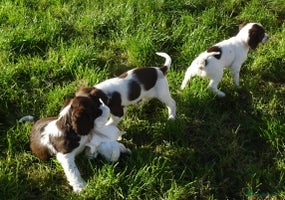 English Springer Spaniel dogs - Advert 30